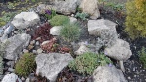 Почвопокровники в саду.Неприхотливый  Арабис . Немного о выращивании. Обзор цветников.