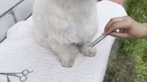 Тримминг ВЕСТ ХАЙЛЕНД УАЙТ Терьера . WEST HIGHLAND WHITE Terrier . Grooming at home , handstrippin