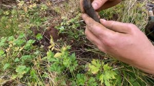 МД 4030 коп 2020 нашёл МЕДЬ / ПРОВЕРИЛ ГНЕЗДО МЕТАЛЛОИСКАТЕЛЕМ