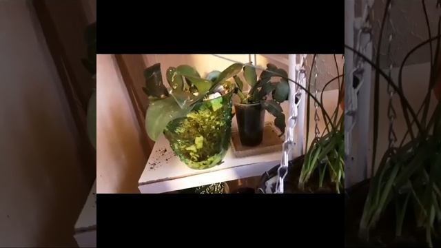 Ежедневный уход и прощание с эрикой смотреть онлайн