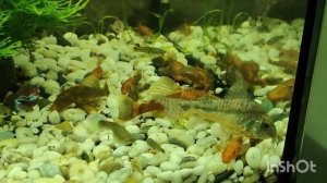 Крапчатые сомики коридорасы в аквариуме с гуппи