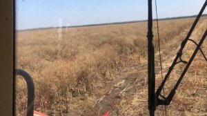 Подсолнечник с амброзией против комбайна Полесье GS12