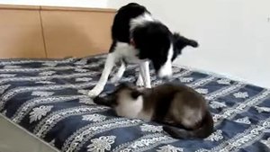 Бордер-колли Милки и тайский кот Мока