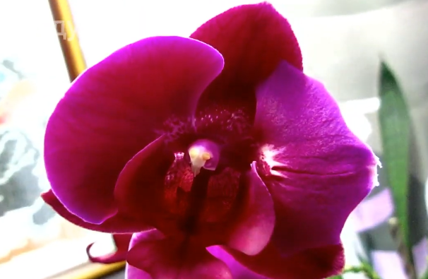 Шикарное цветение орхидеи бабочка Phalaenopsis Stellenbosch. ( фаленопсис Стелленбош)22 февр. 2022 г