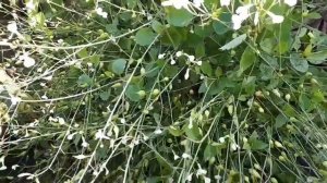 Вы видели как цветёт редис, посаженный на семена?