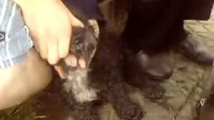 Последняя запись из жизни собаки Джули