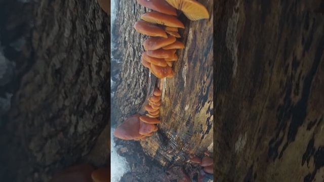 Мое Грибное Счастье. Зимние Опята весной на пне среди сугробов. смотреть онлайн