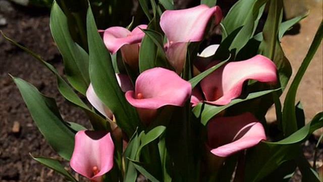 Осторожно! Ядовитые ЦВЕТЫ на нашей клумбе! смотреть онлайн