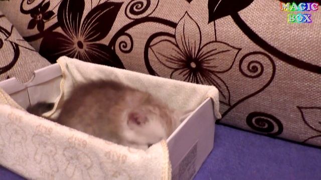 Завели котенка Маленький смешной котик играет первый день дома