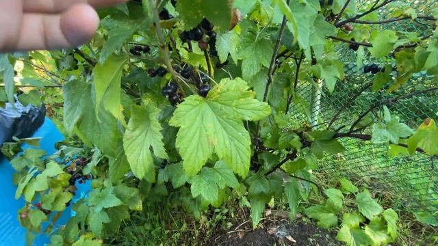Подсели на капустный салат/Завтрак в одиночку/Компостная яма своими руками/Моя косметичка/На даче