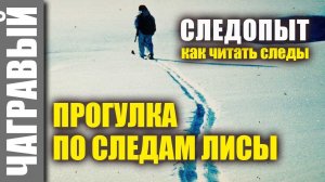 Прогулка ПО СЛЕДАМ ЛИСЫ. Читаю следы. Отвечаю на вопросы. #Чагравый_следопыт