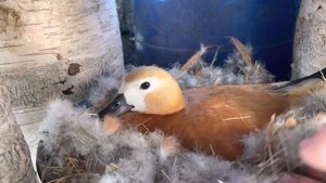 Ruddy Shelduck Рыжая утка Огарь. Потрогать утку загадать желание.