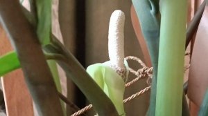 Редкое явление - цветёт долларовое дерево.