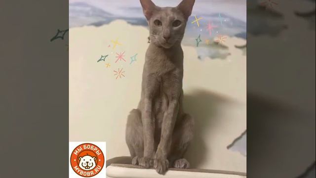 Карту мира от Мы Бобры в каждый дом!