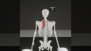 ромбовидная мышца HD