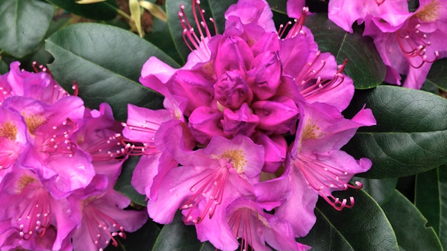 Рододендроны, после цветения это нужно делать обязательно смотреть онлайн