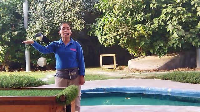Emirates Park Zoo Bird Show 1 смотреть онлайн