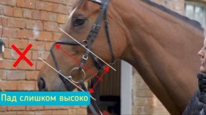 Уздечка с мексиканским капсулем. Как надеть?