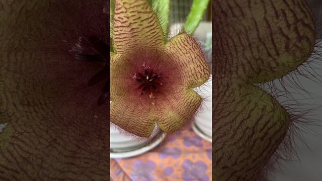 Stapelia Gigantea The Starfish Flower