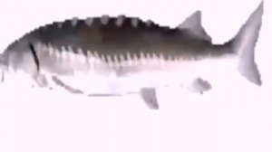 Рыба крутится 1 час под рапапа рапапа