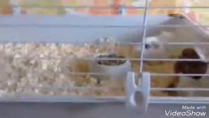 Поговорим о моих морских свинок. Почему в четыре лапах нельзя покупать морских свинок