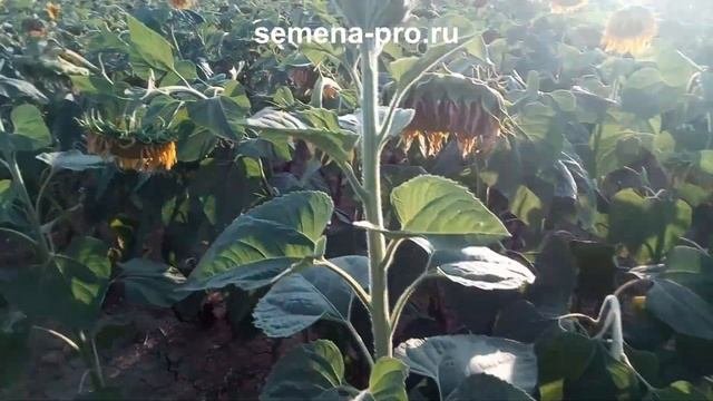 Масличный подсолнечник 2019 Красногвардейский район, Крым