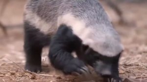 Медоед - отморозок среди животных