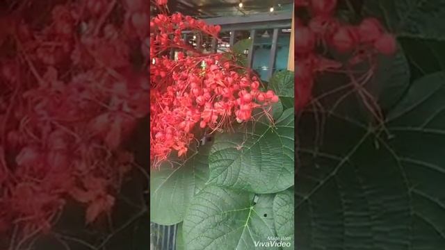 flower. Clerodendrum Paniculatum .The Pagoda Flower  /Pokok Pepanggil