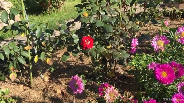 Rose New Fashion (Нью Фешен роза) смотреть онлайн