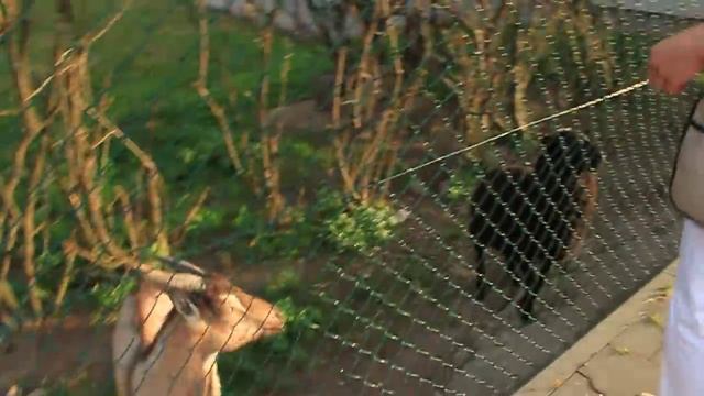 Козел бодает барана смотреть онлайн