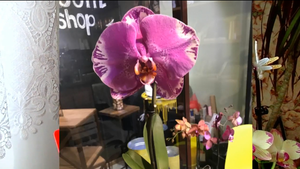 ???Новая покупка орхидея Синголо. Радость и печальPhalaenopsis Ox Firebird.mp4