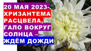 20 мая 2023 года - хризантема из осеннего букета расцвела, гало вокруг Солнца - ждём дождей...