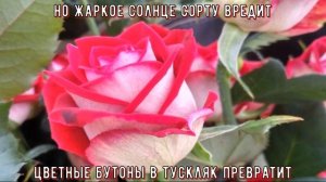 Чайно-гибридная роза сорта Люксор - красивая двуцветная