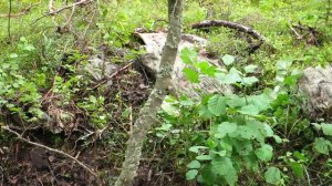 Коп в лесу.Александр(реставратор).Видео №37