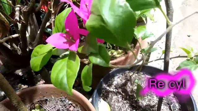 Purple Bougainvillea One hour Loop смотреть онлайн