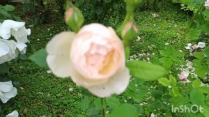 Розы: Оллертон Олд Холл, Heavenly pink, Клэр Остин, Дездемона, Шлосс Ойтин, Грехом Томас и т. д.