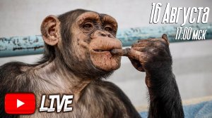 Дан Запашный с шимпанзе в Магнитогорском цирке / Dan Zapashny with chimpanzee