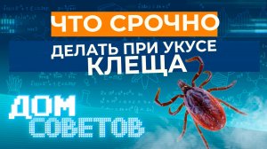 Что срочно делать при укусе клеща