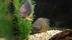 Северум цихлазома классик