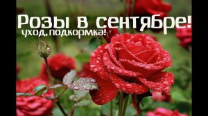 Обязательно сделайте это в сентябре с розами! Чем подкормить розы в сентябре и осенью?