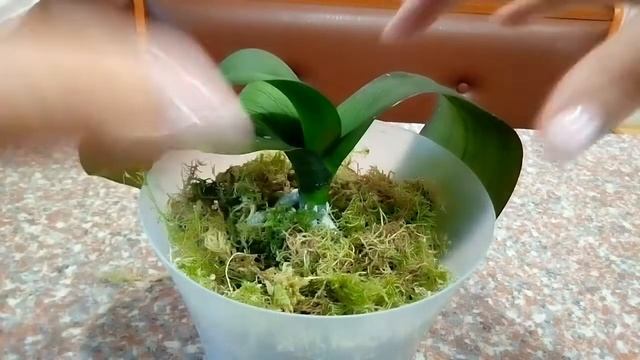 Как быстро нарастить корни/Посадка реанимашки в мох/активно наращиваем корни смотреть онлайн