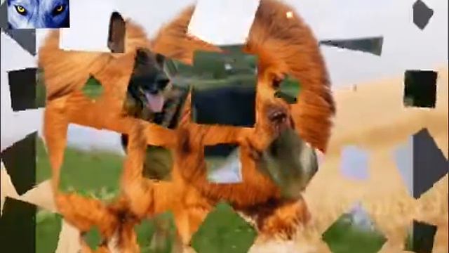 Какая собака подходит тебе по знаку зодиака. смотреть онлайн