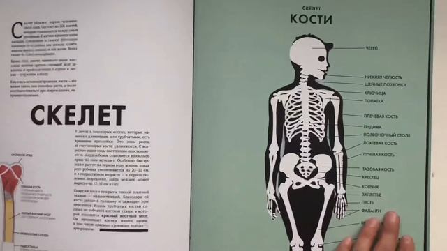 Анатомия. Обзор книги. Это лучшая книга о человеке. Анатомия книга