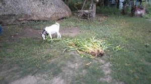 Козы гномы. Прикольные животные. Goats Funny animals