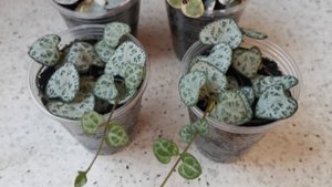 церопегия вуда вариегатная и церопегия вуда