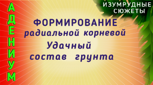 Адениум. Пересадка Адениума. Формирование Радиальной Корневой.