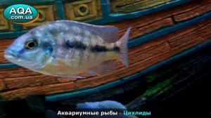 Аквариумные рыбы • Цихлиды в аквариуме