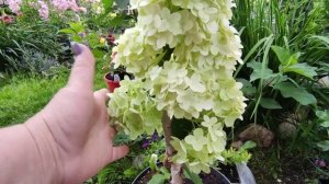 Обзор метельчатых гортензий в конце июля ?Скайфолл Геркулес Граффити, Вимс Ред ,Би Грин,Би Свит и д