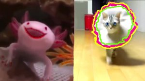 4 минуты ОТДЫХАЕМ!!!  РЕЛАКС для СУПЕР КОШЕК и их ХОЗЯЕВ!