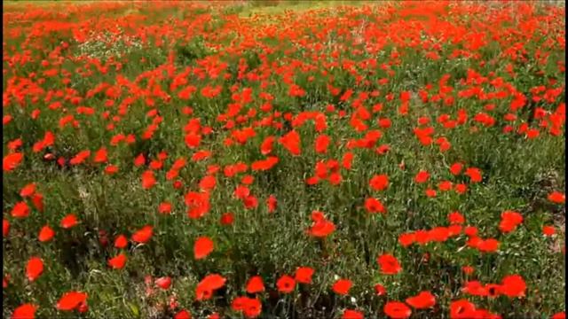 ДУШЕВНАЯ ПЕСНЯ. ПО ПОЛЮ, ПО ЧИСТОМУ ПОЛЮ, НЕ МОГУ НАДЫШАТЬСЯ Я ВОЛЕЙ. 2023.год смотреть онлайн